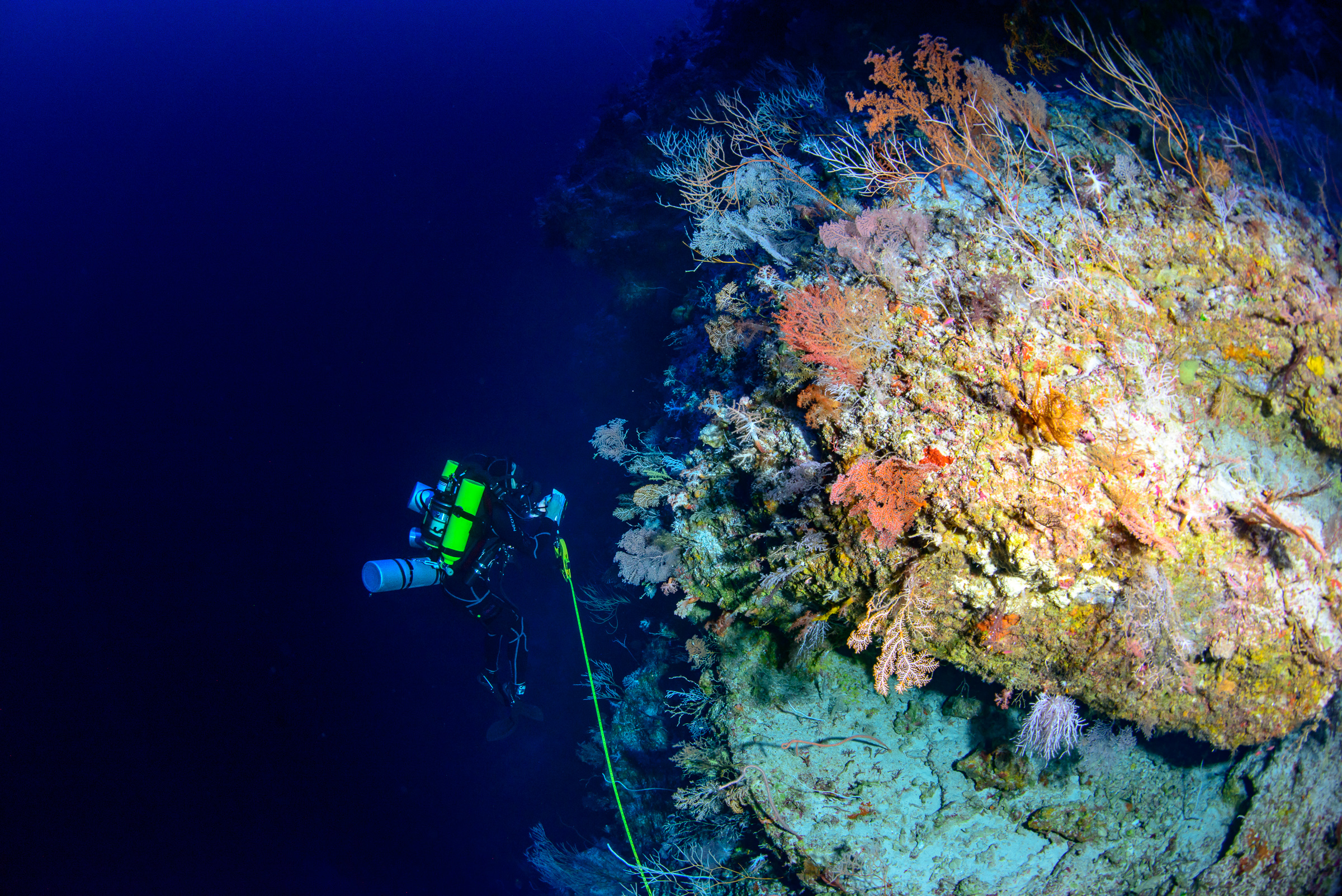 Самыми глубоководными водорослями являются. Глубоководные рифы. Глубоководные кораллы. Мировой океан. Рифы ночью.